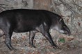/album/photo-gallery-wildlife1/brazilian-tapir-tapirus-terrestris-cristalino-jpg/